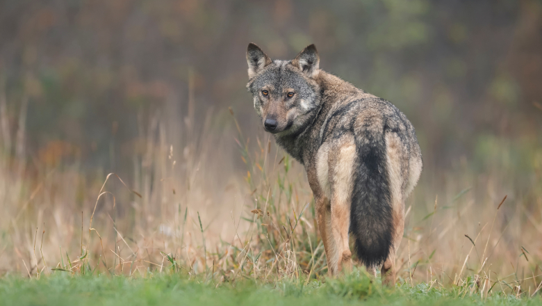 Le loup fait son retour en Ile-de-France